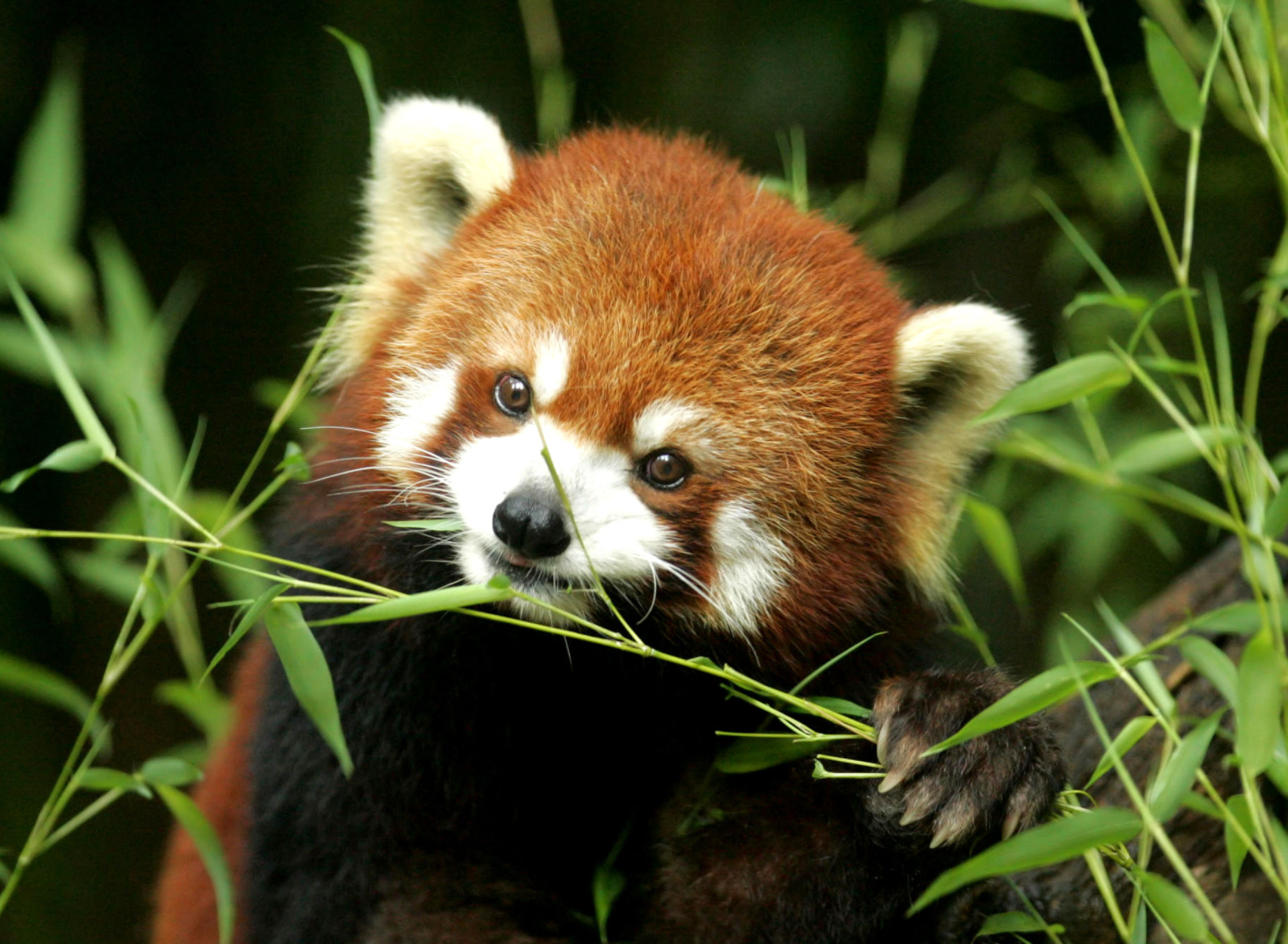 Fondo de pantalla Bamboo Feast Red Panda 1920x1408