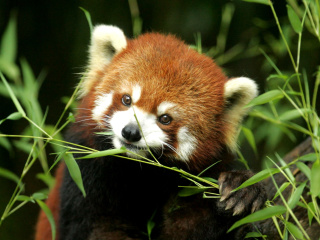 Das Bamboo Feast Red Panda Wallpaper 320x240