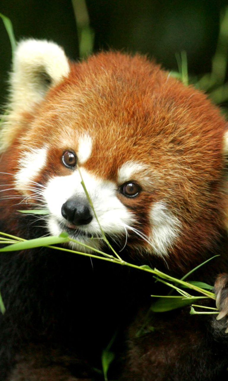 Fondo de pantalla Bamboo Feast Red Panda 768x1280