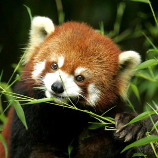 Bamboo Feast Red Panda sfondi gratuiti per 1024x1024