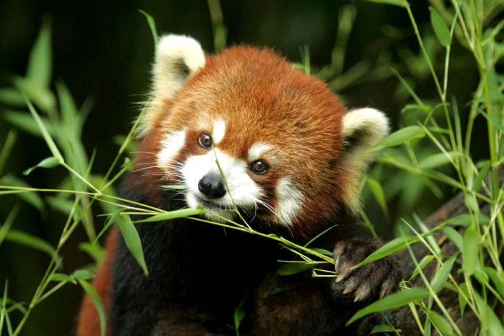 Sfondi Bamboo Feast Red Panda