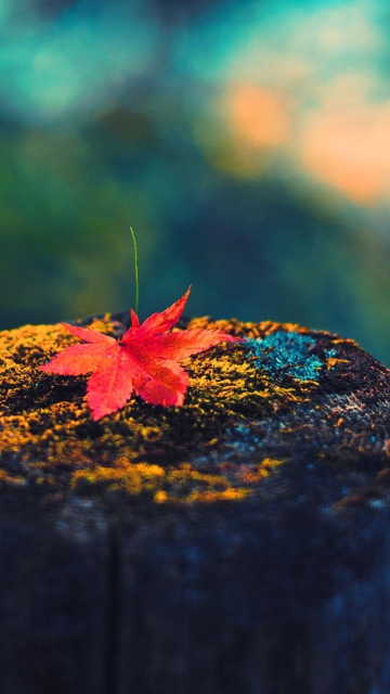 Lonely Maple Leaf wallpaper 360x640