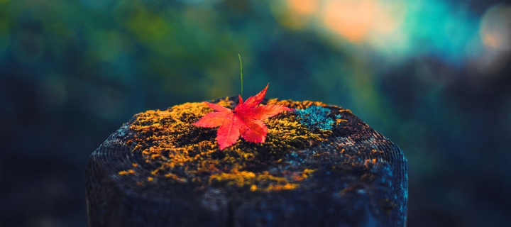Lonely Maple Leaf wallpaper 720x320