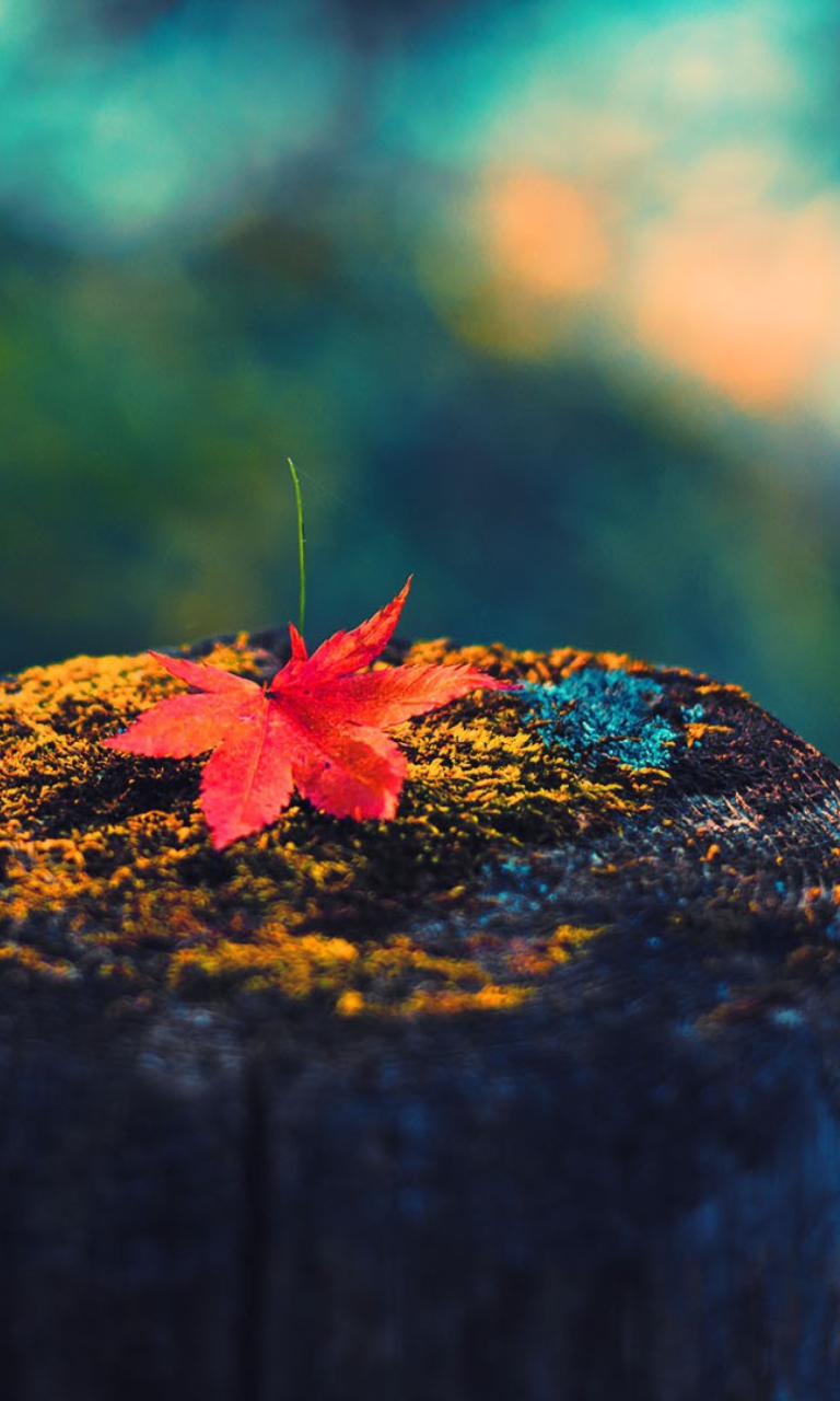 Lonely Maple Leaf wallpaper 768x1280