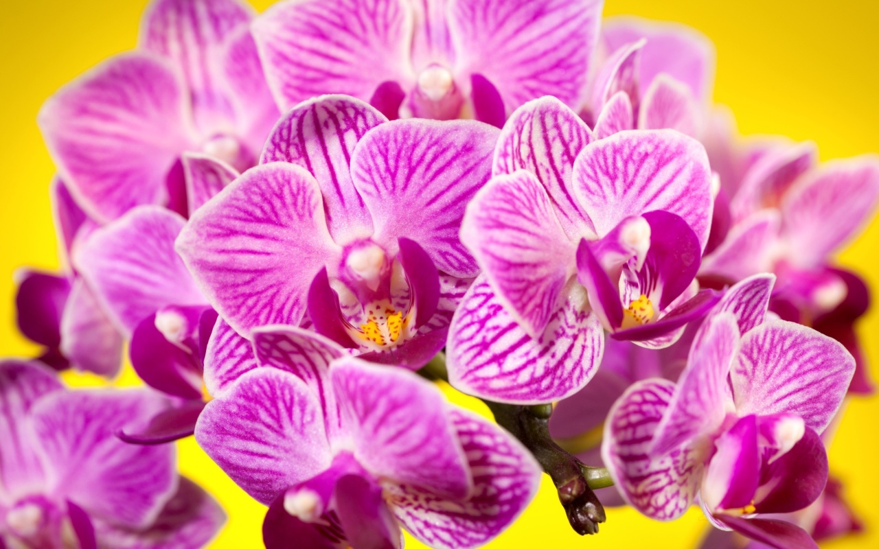 Das Pink orchid Wallpaper 1280x800