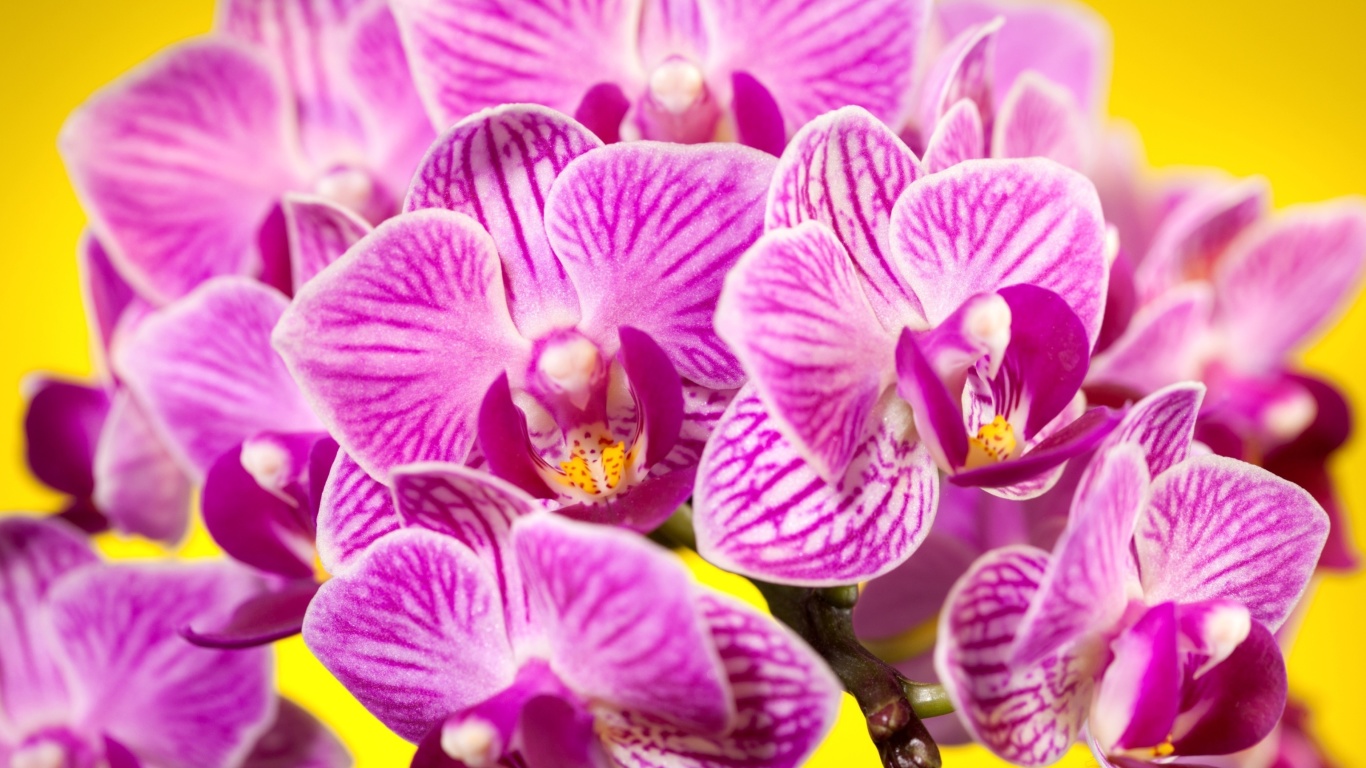 Обои Pink orchid 1366x768