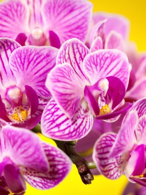 Pink orchid wallpaper 480x640