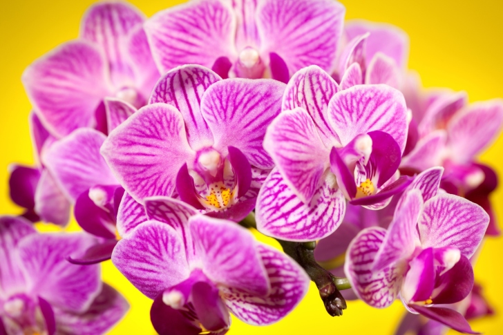 Pink orchid wallpaper
