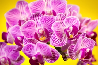 Pink orchid Wallpaper for Android, iPhone and iPad