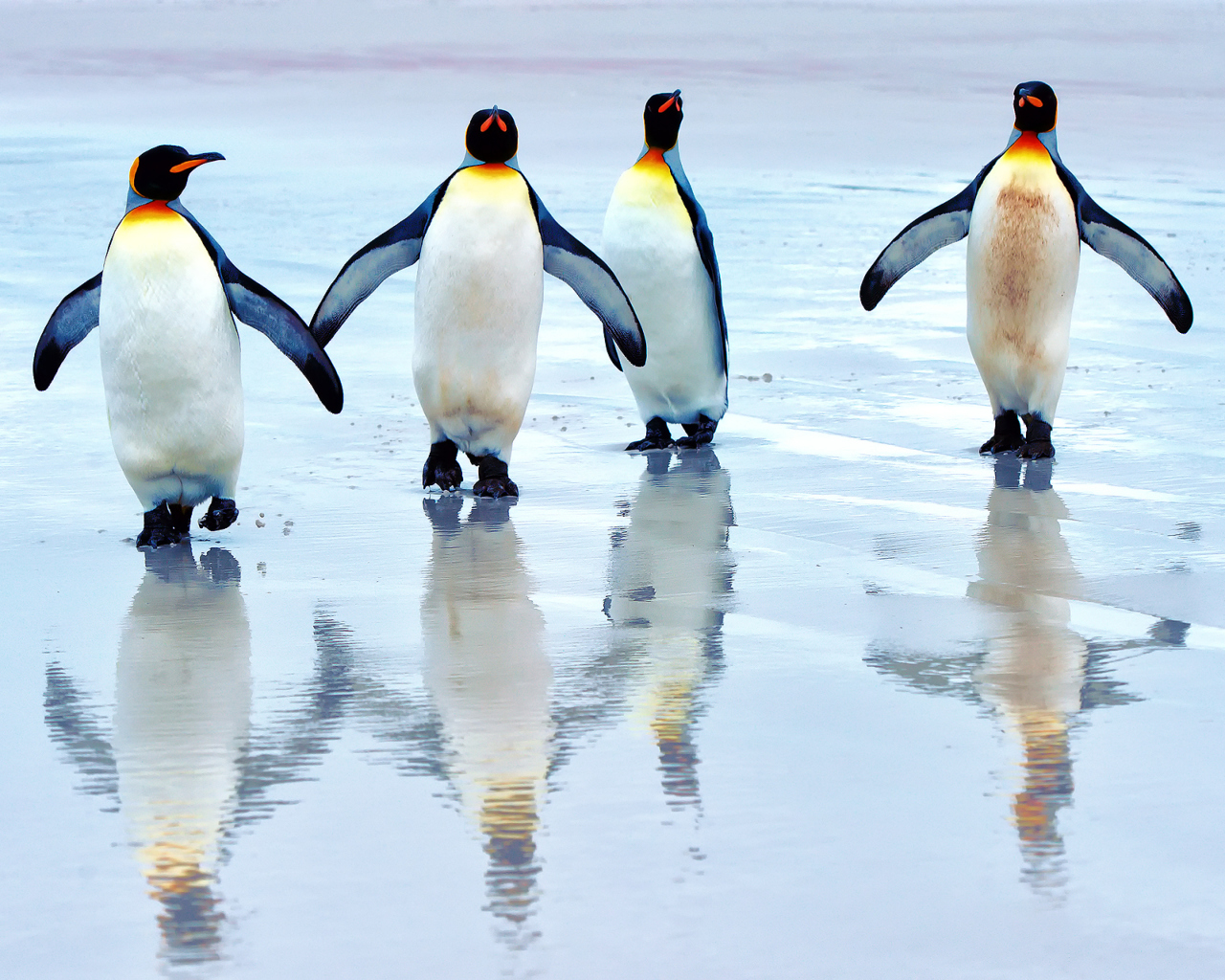 Fondo de pantalla King Penguins 1280x1024