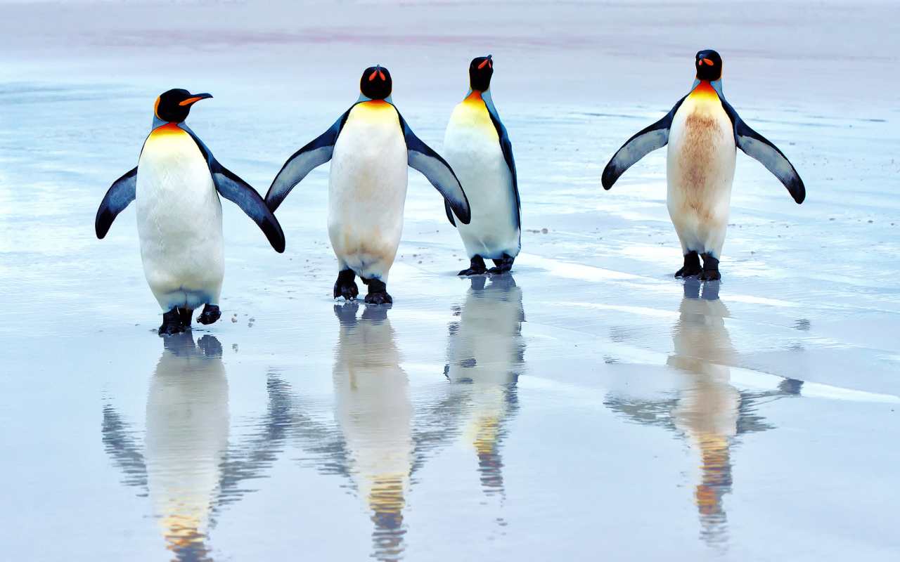 Обои King Penguins 1280x800