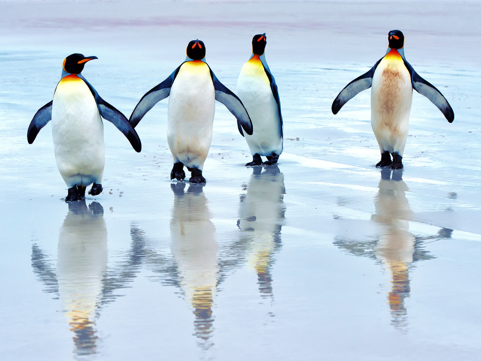 Sfondi King Penguins 1600x1200