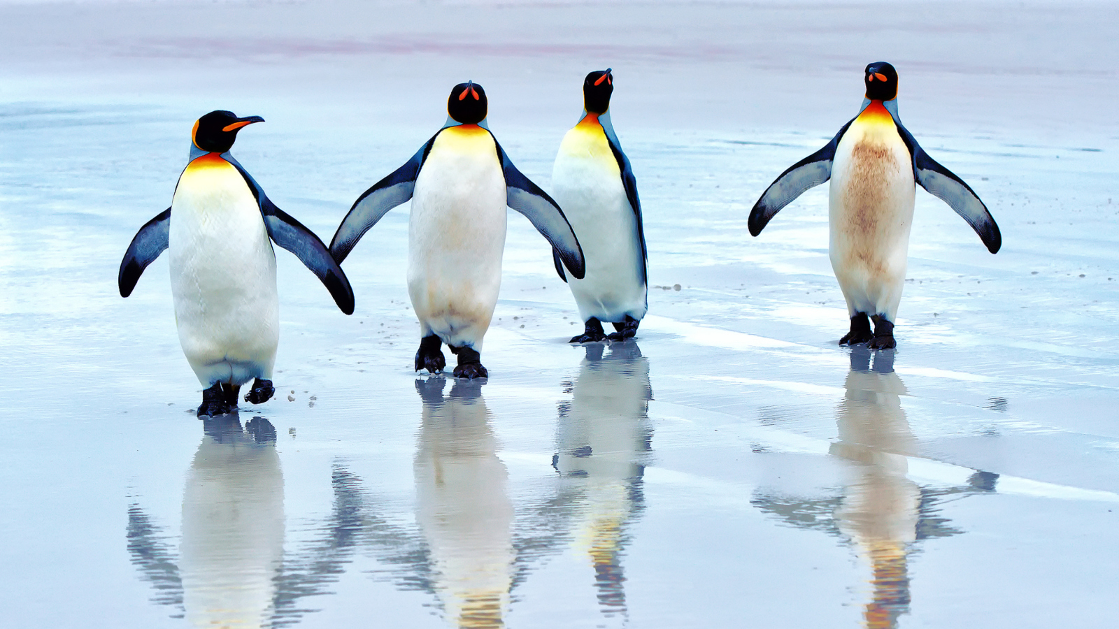 King Penguins wallpaper 1600x900