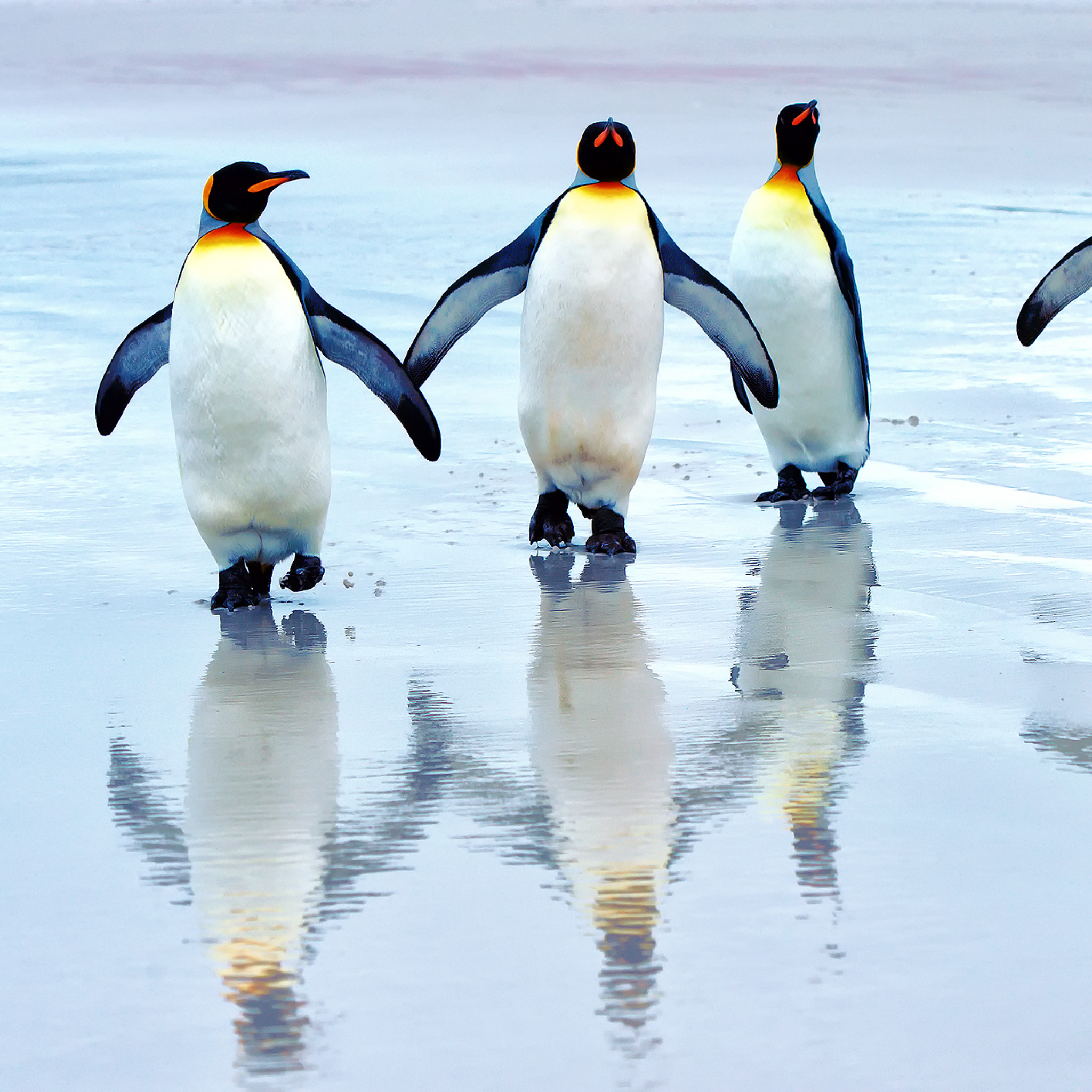 King Penguins wallpaper 2048x2048