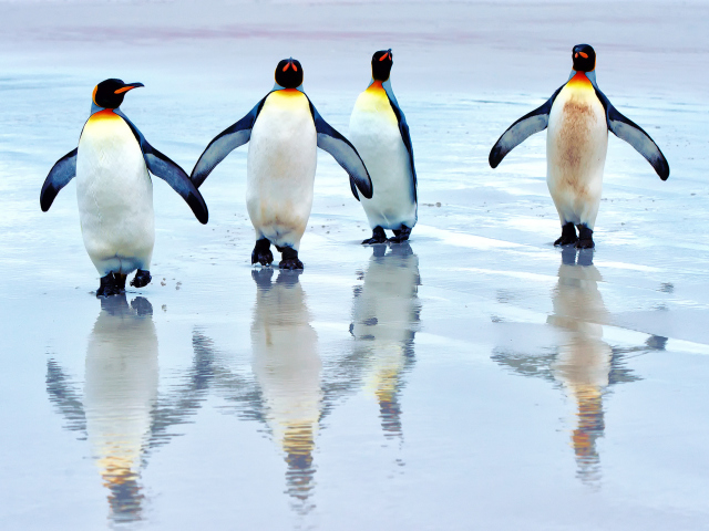 Screenshot №1 pro téma King Penguins 640x480