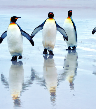 King Penguins sfondi gratuiti per iPhone 5C