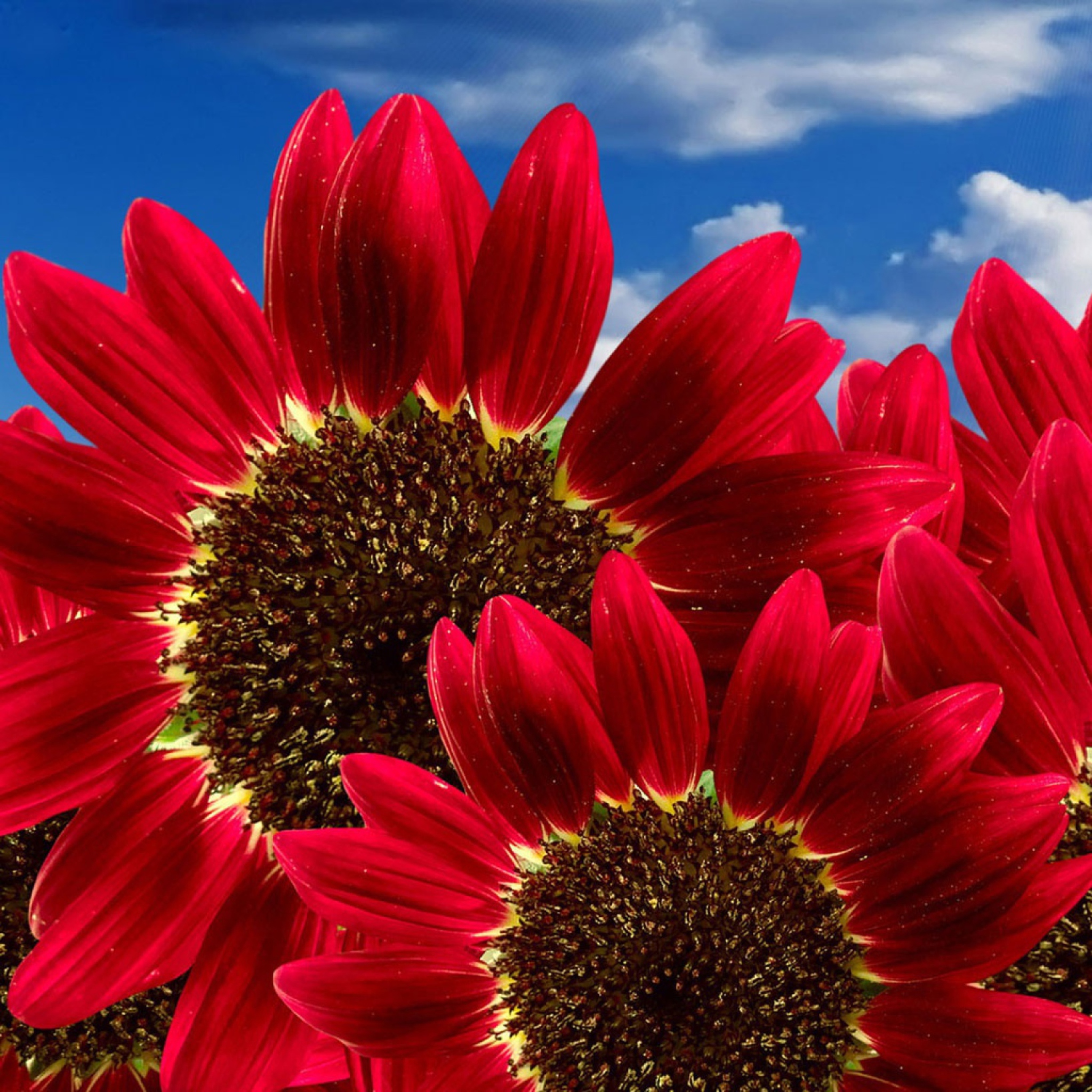 Screenshot №1 pro téma Red Sunflower 2048x2048