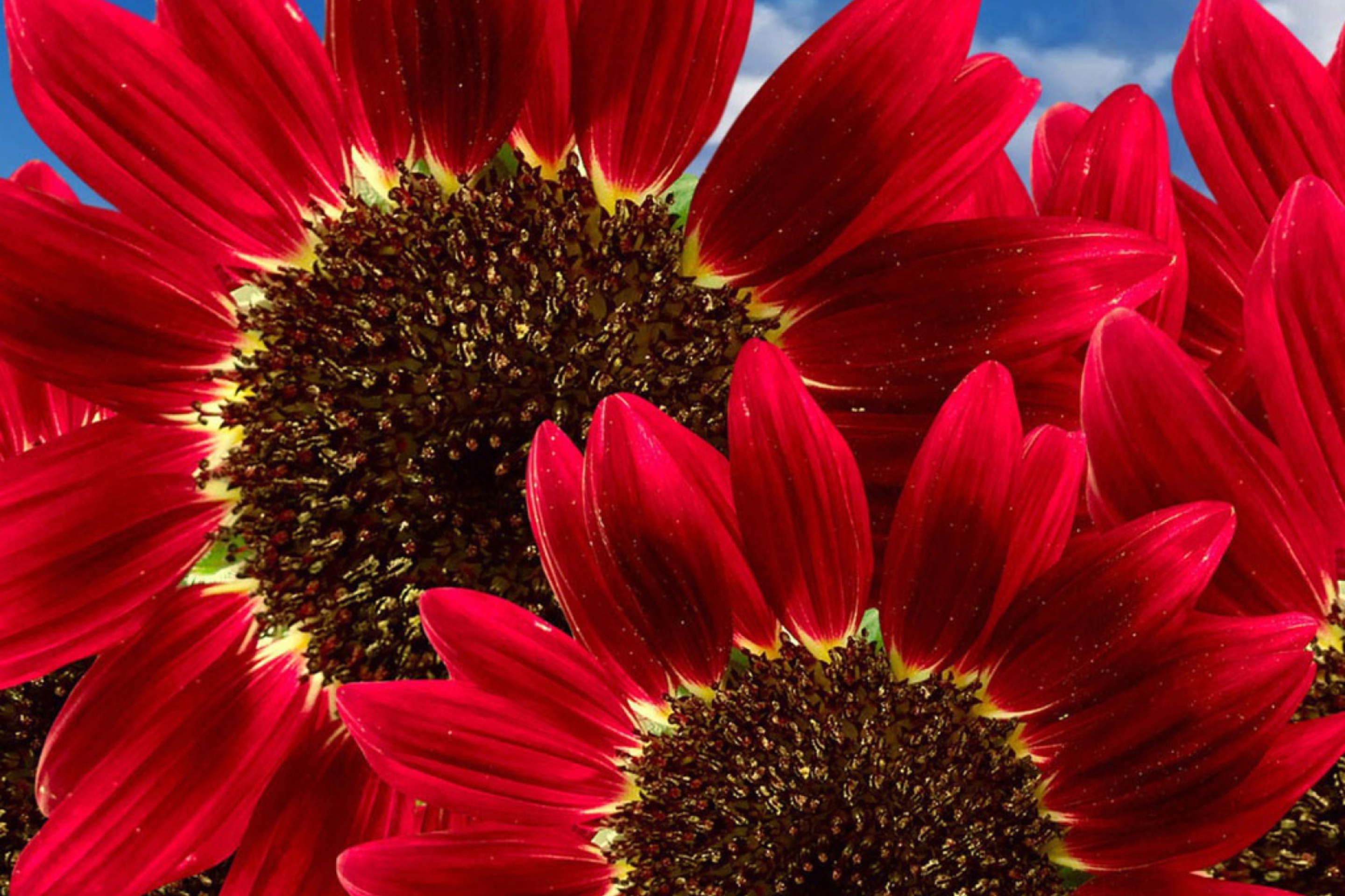 Screenshot №1 pro téma Red Sunflower 2880x1920