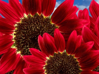 Das Red Sunflower Wallpaper 320x240