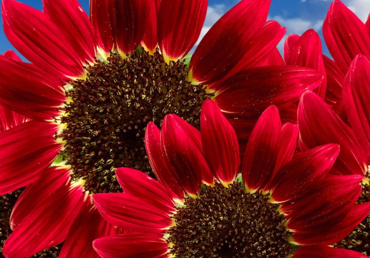 Das Red Sunflower Wallpaper