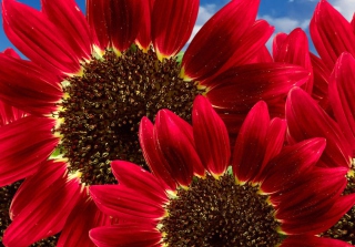 Red Sunflower - Obrázkek zdarma pro 320x240