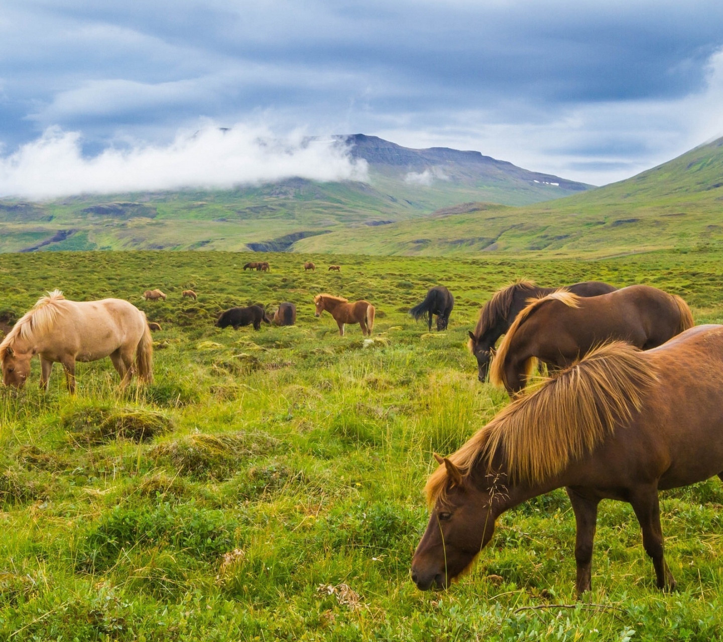 Das Meadow In Ireland Wallpaper 1440x1280