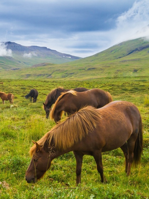 Screenshot №1 pro téma Meadow In Ireland 480x640