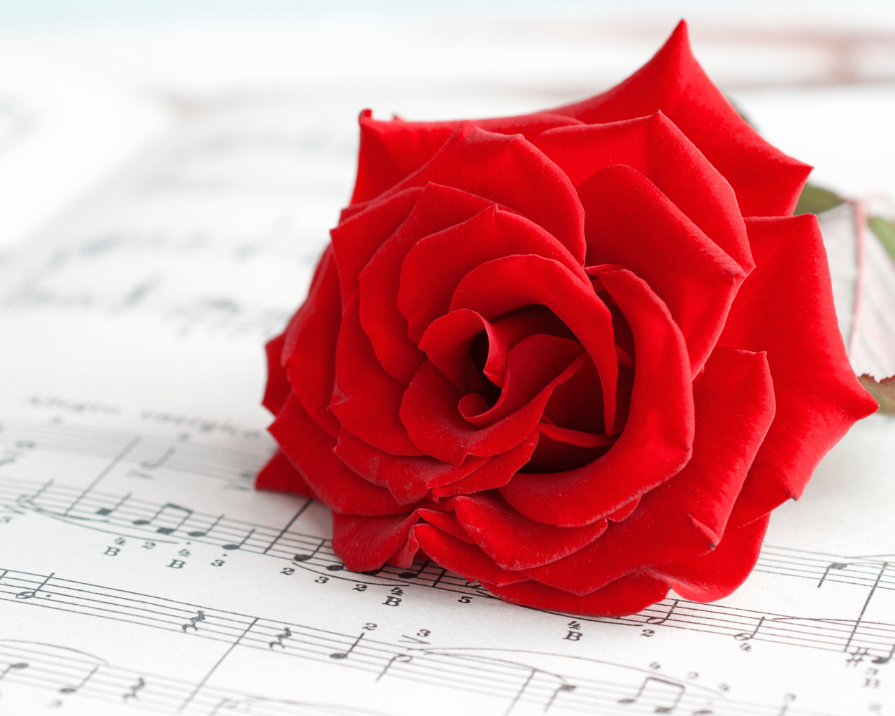 Обои Red Rose Music 1280x1024