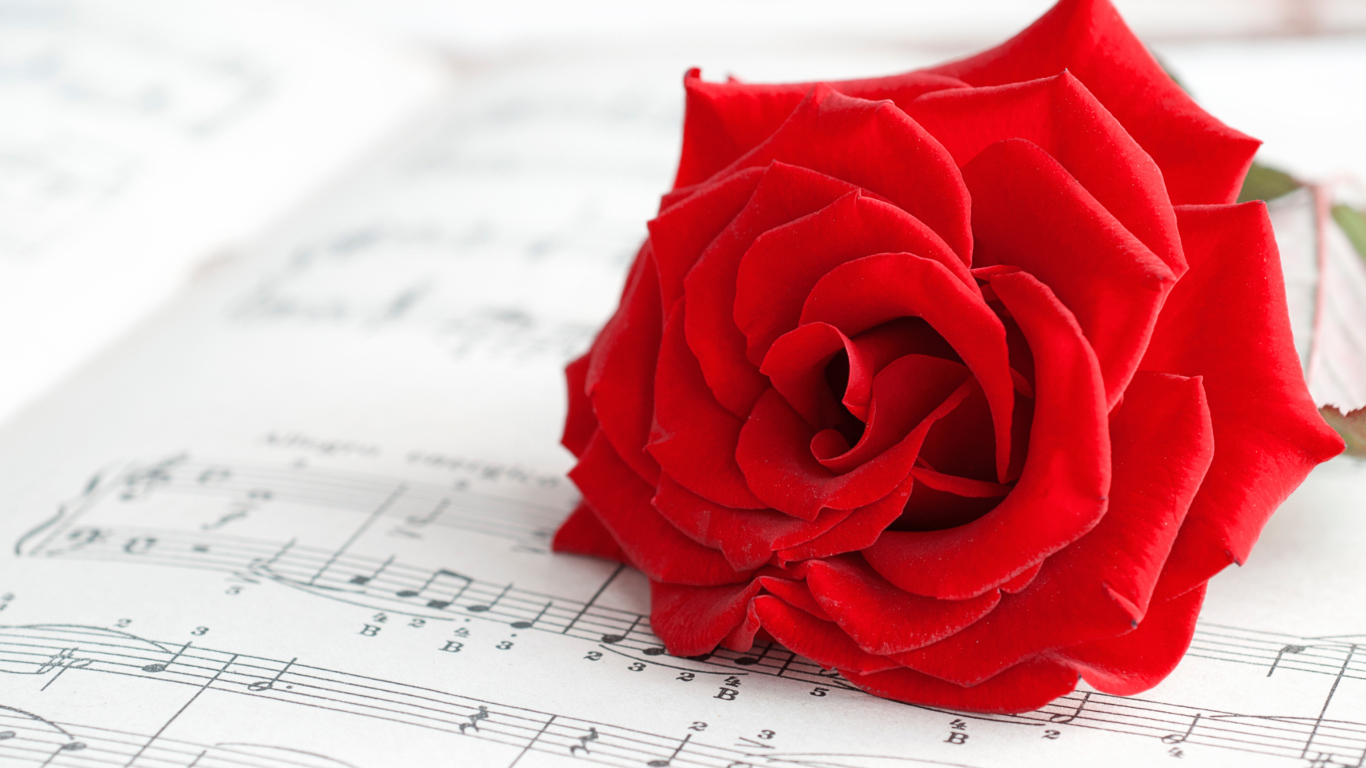 Sfondi Red Rose Music 1366x768