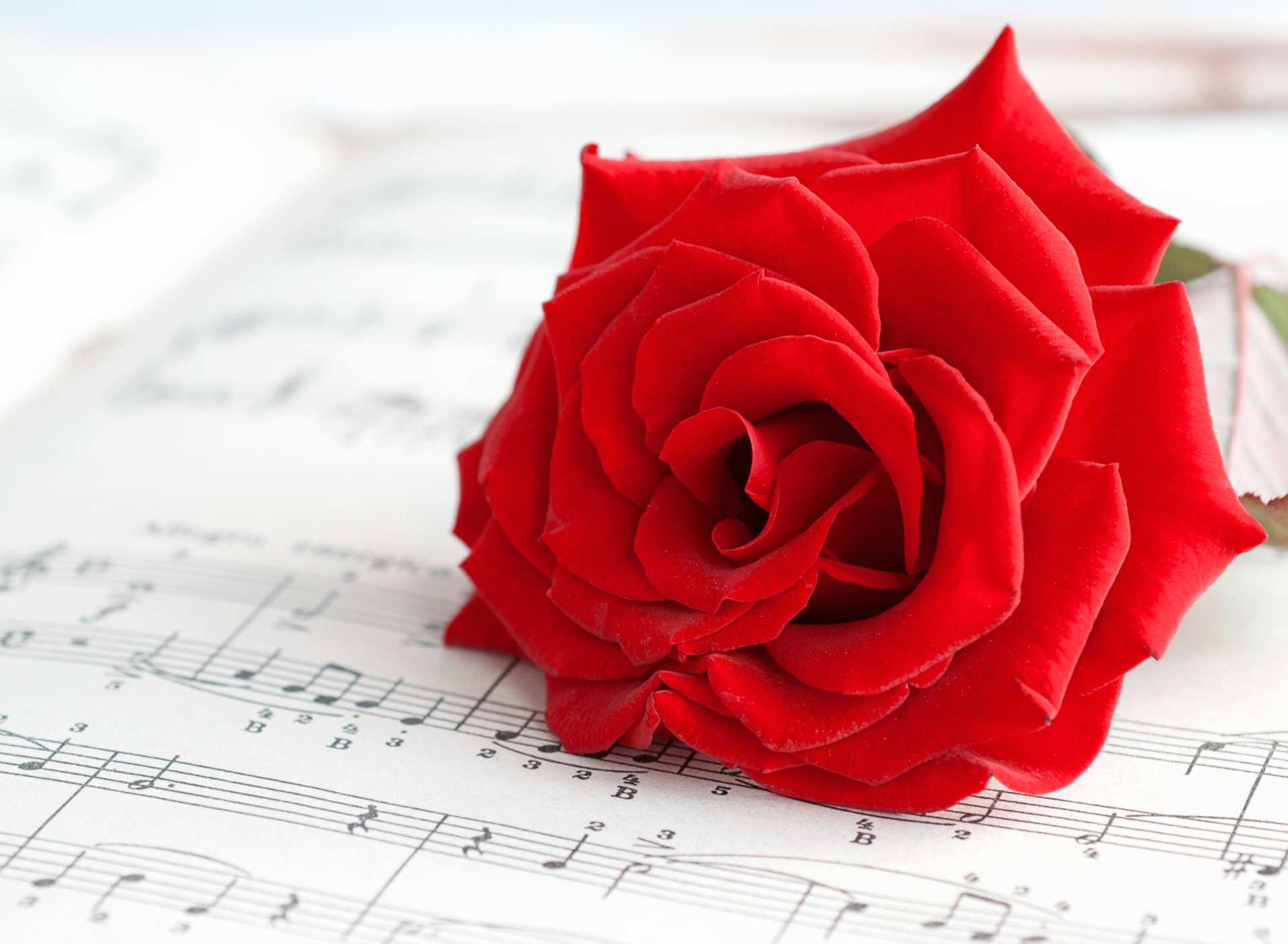 Обои Red Rose Music 1920x1408