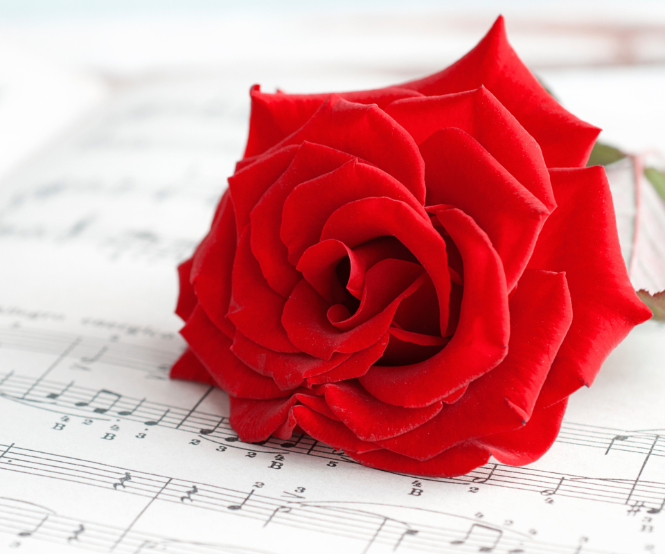 Red Rose Music wallpaper 960x800