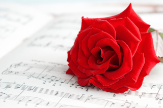 Kostenloses Red Rose Music Wallpaper für Android, iPhone und iPad