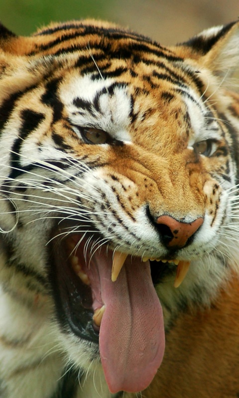 Fondo de pantalla Sweet Tiger 480x800