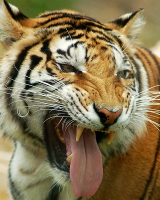 Sweet Tiger - Fondos de pantalla gratis para Nokia C7