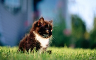 Kitten In Grass - Obrázkek zdarma 