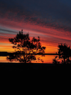 Red Sunset And Dark Tree Silhouettes screenshot #1 240x320