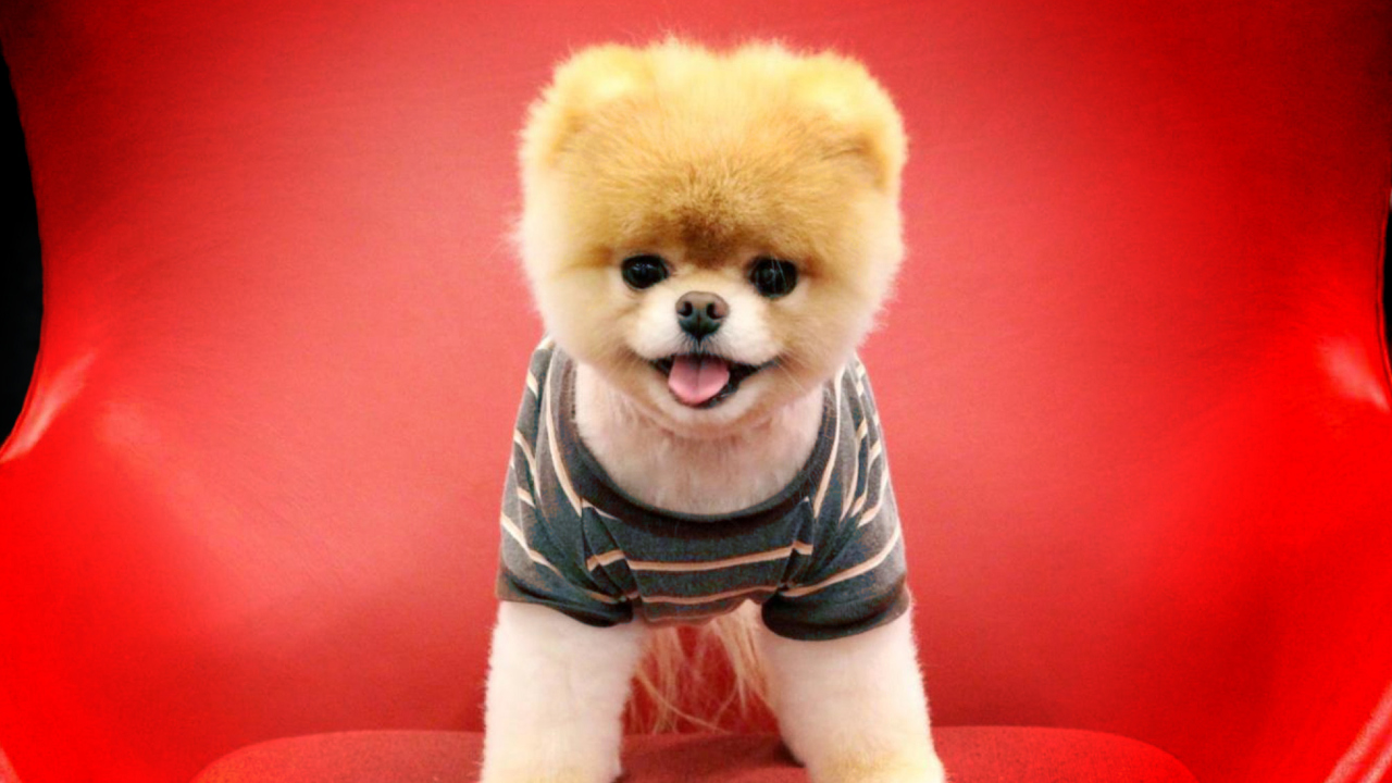 Cutest Puppy wallpaper 1280x720