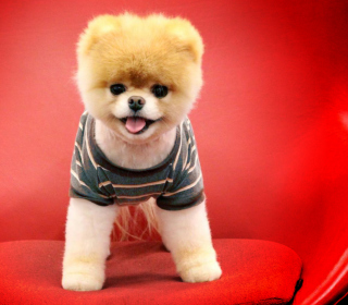 Cutest Puppy - Obrázkek zdarma pro 208x208