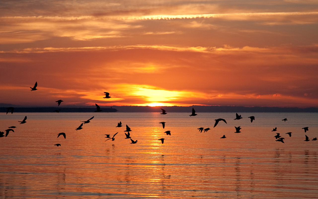 Sfondi Sea Sunset 1280x800
