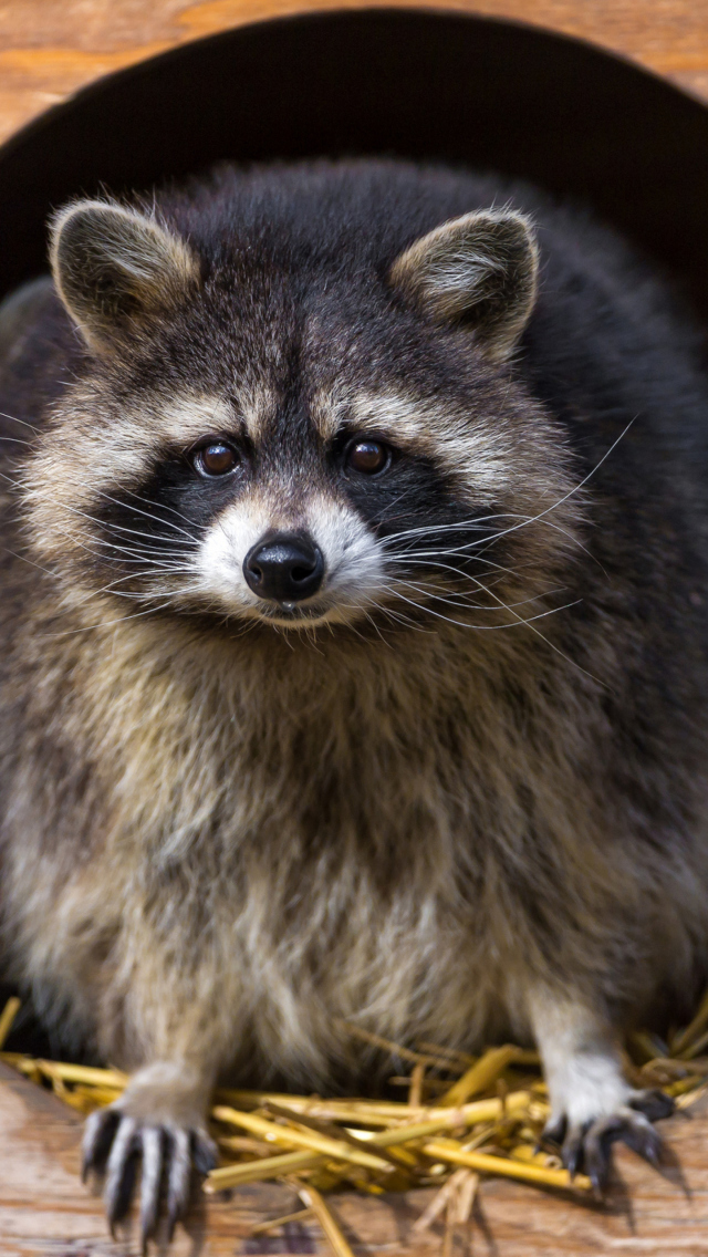 Обои Funny Raccoon 640x1136