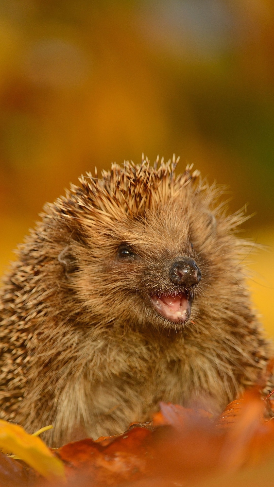 Hedgehog in Autumn Leaves wallpaper 1080x1920