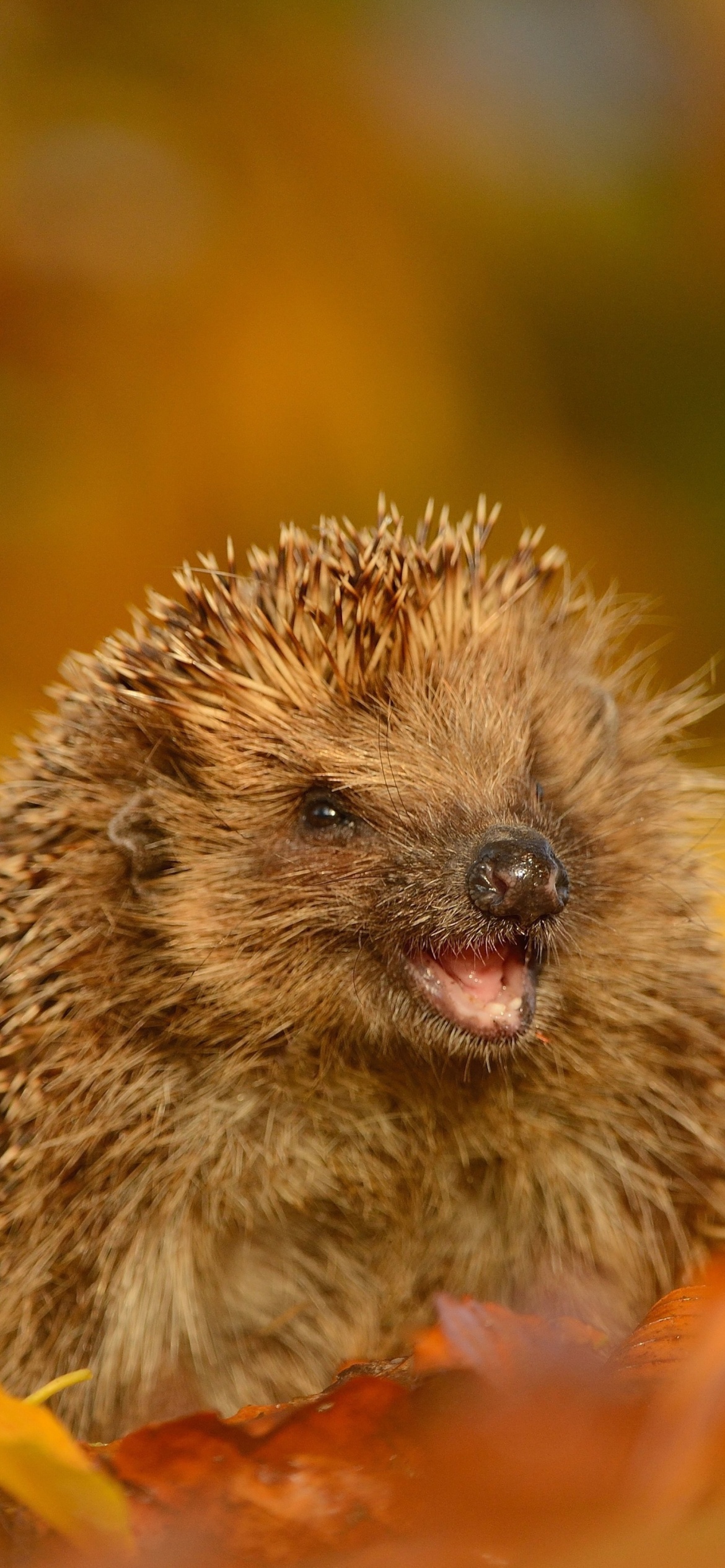 Das Hedgehog in Autumn Leaves Wallpaper 1170x2532