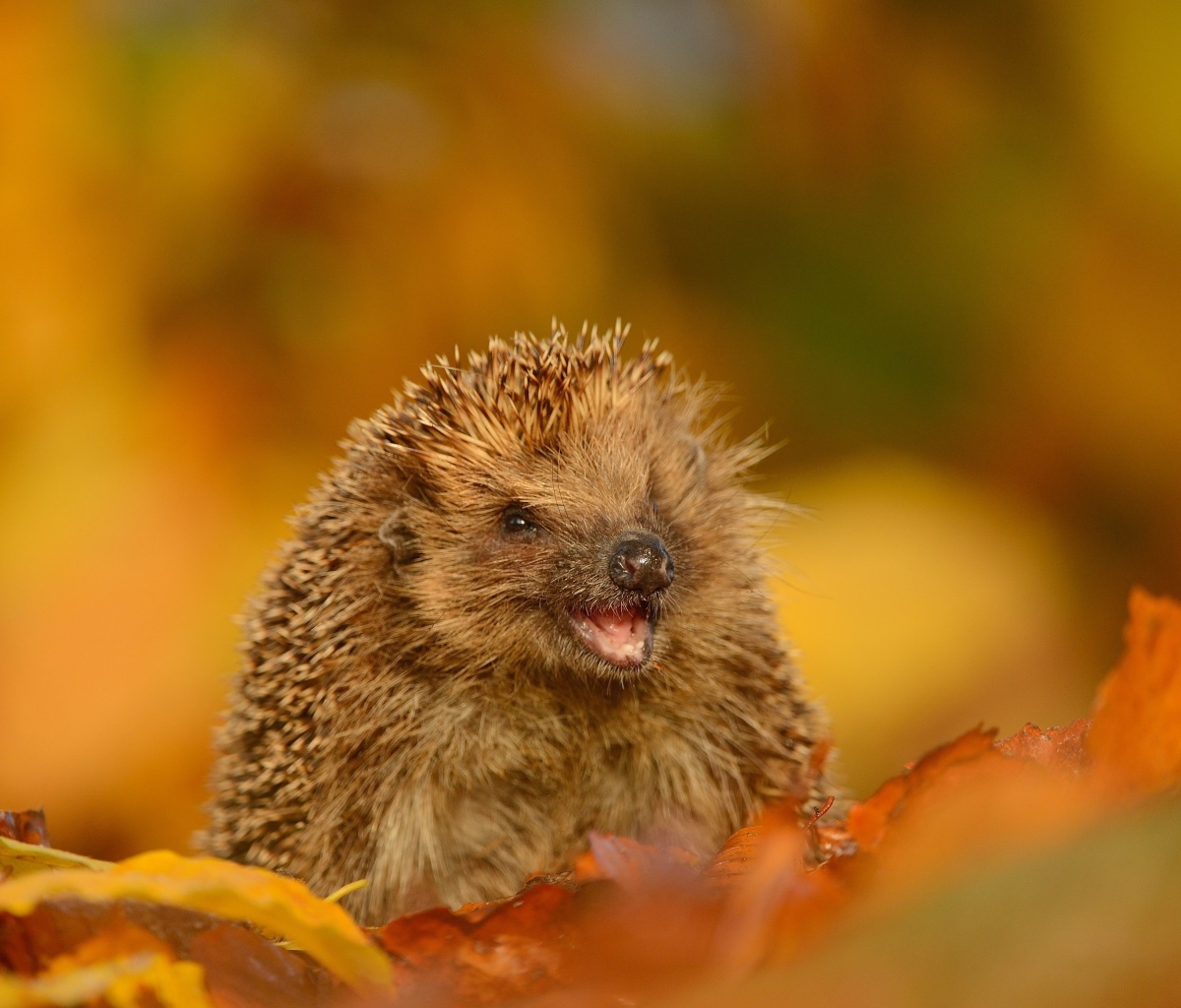 Screenshot №1 pro téma Hedgehog in Autumn Leaves 1200x1024