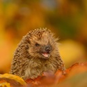 Das Hedgehog in Autumn Leaves Wallpaper 128x128