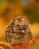 Hedgehog in Autumn Leaves wallpaper 128x160