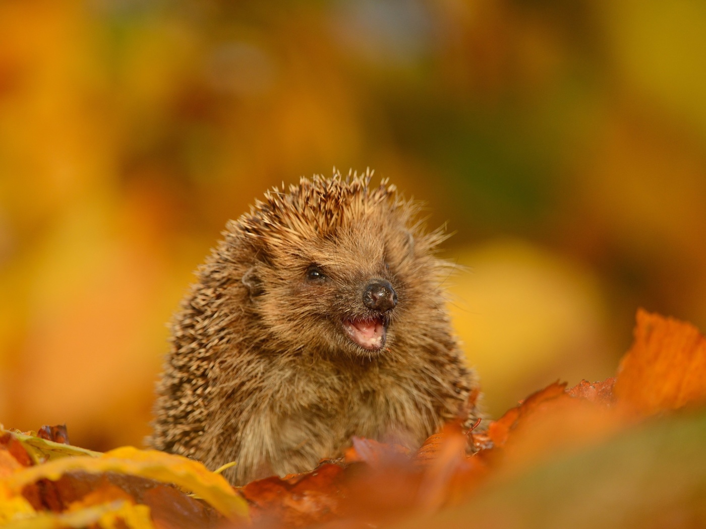 Screenshot №1 pro téma Hedgehog in Autumn Leaves 1400x1050