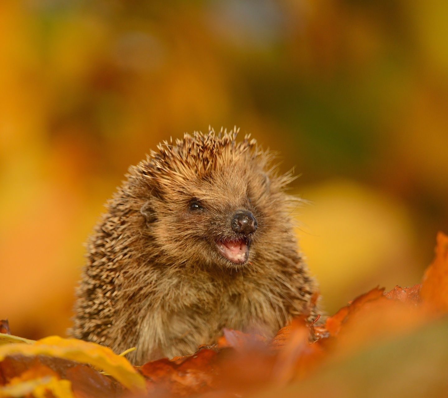 Обои Hedgehog in Autumn Leaves 1440x1280