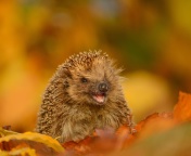 Das Hedgehog in Autumn Leaves Wallpaper 176x144
