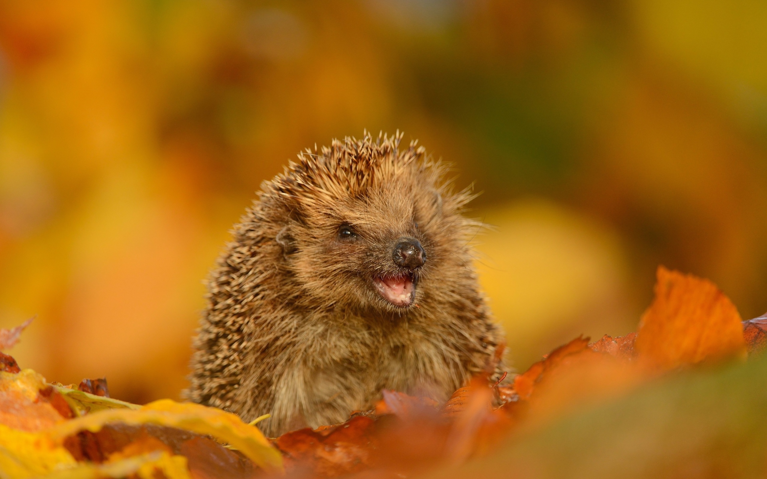 Das Hedgehog in Autumn Leaves Wallpaper 2560x1600