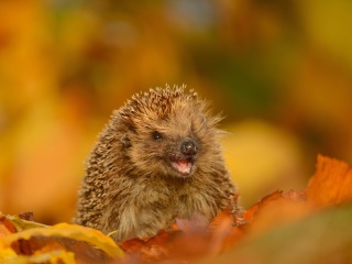 Das Hedgehog in Autumn Leaves Wallpaper 320x240